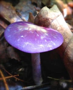 purple toadstool